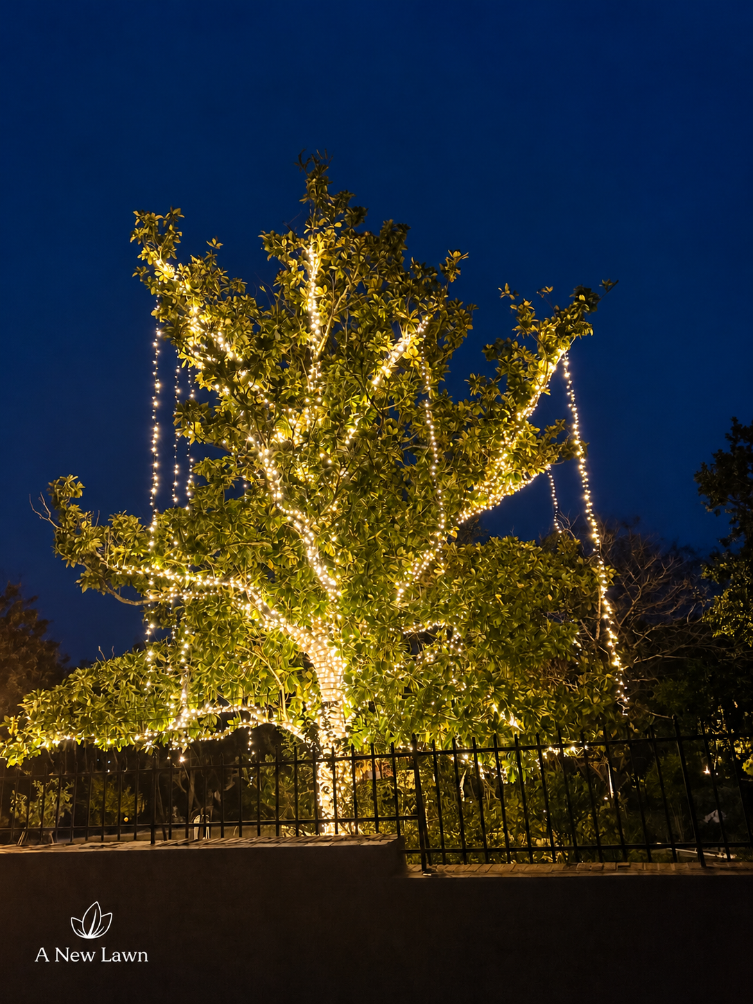 50 foot magnolia tree wrapped in warm white Christmas lights